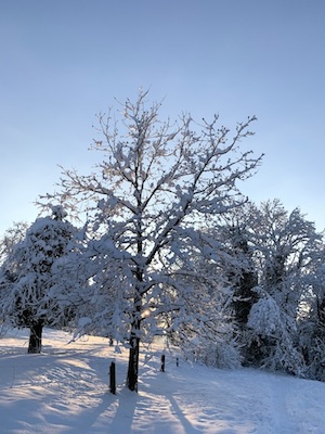 winterbild